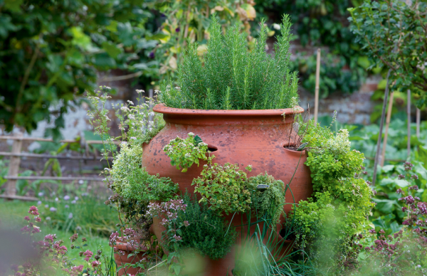 Tanaman herba di pot-pot vintage